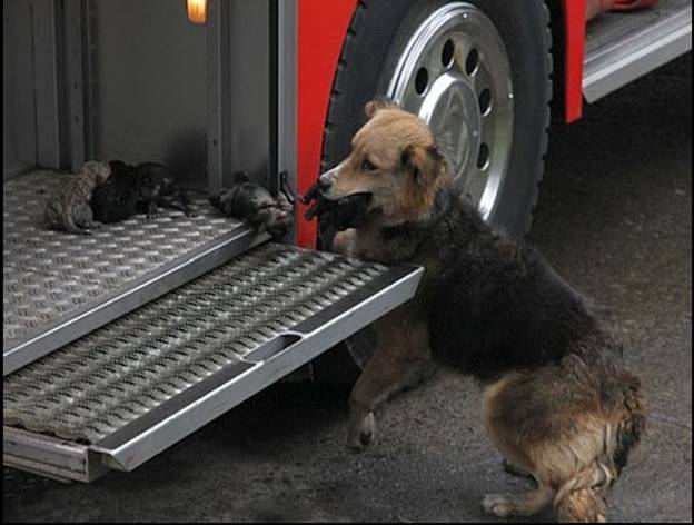 dog mom rescues pups from fire 1