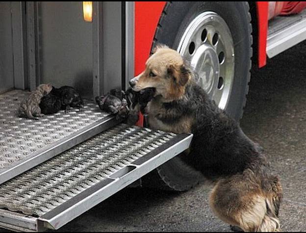 dog mom rescues pups from fire 3
