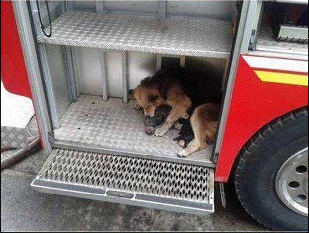 dog mom rescues pups from fire 5